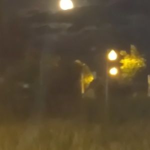 Meet your Posher, Tenaya